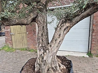Olijfboom bonsai ramificado xxl - olea europaea - 200 jaar oud - hoogte ca. 300 cm - afbeelding 5 van  11