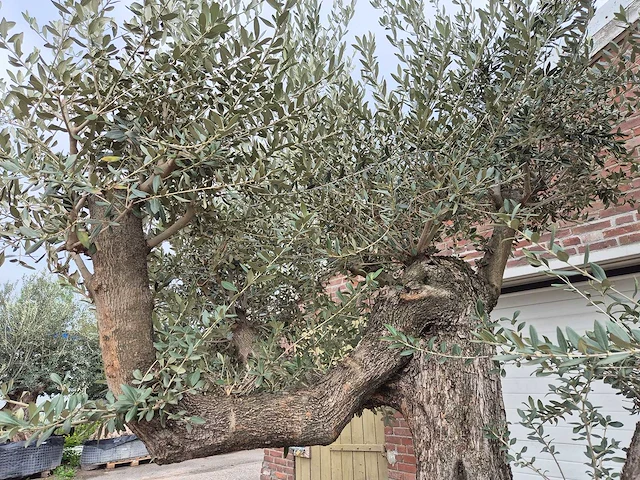 Olijfboom bonsai ramificado xxl - olea europaea - 200 jaar oud - hoogte ca. 300 cm - afbeelding 6 van  11
