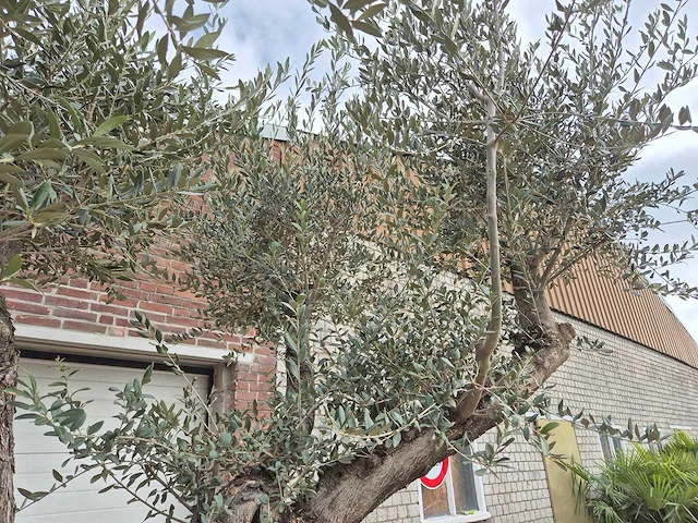 Olijfboom bonsai ramificado xxl - olea europaea - 200 jaar oud - hoogte ca. 300 cm - afbeelding 7 van  11