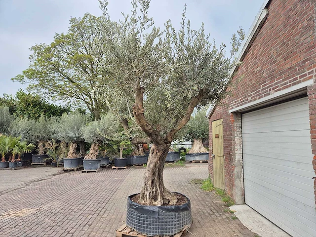 Olijfboom bonsai ramificado xxl - olea europaea - 200 jaar oud - hoogte ca. 300 cm - afbeelding 8 van  11