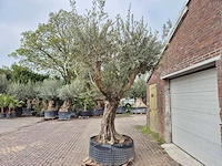 Olijfboom bonsai ramificado xxl - olea europaea - 200 jaar oud - hoogte ca. 300 cm - afbeelding 8 van  11