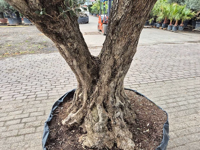 Olijfboom bonsai ramificado xxl - olea europaea - 200 jaar oud - hoogte ca. 300 cm - afbeelding 9 van  11