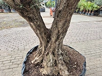 Olijfboom bonsai ramificado xxl - olea europaea - 200 jaar oud - hoogte ca. 300 cm - afbeelding 9 van  11