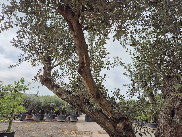 Olijfboom bonsai ramificado xxl - olea europaea - 200 jaar oud - hoogte ca. 300 cm - afbeelding 10 van  11
