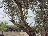 Olijfboom bonsai ramificado xxl - olea europaea - 200 jaar oud - hoogte ca. 300 cm - afbeelding 10 van  11