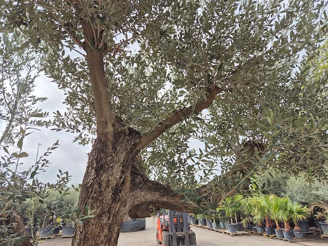 Olijfboom bonsai ramificado xxl - olea europaea - 200 jaar oud - hoogte ca. 300 cm - afbeelding 11 van  11
