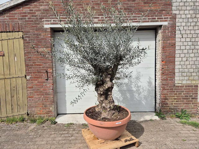 Olijfboom bonsai schaal - olea europaea - 50 jaar oud - hoogte ca. 250 cm - afbeelding 1 van  6