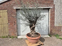 Olijfboom bonsai schaal - olea europaea - 50 jaar oud - hoogte ca. 250 cm - afbeelding 1 van  6
