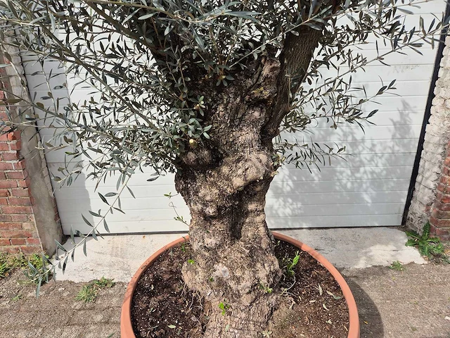 Olijfboom bonsai schaal - olea europaea - 50 jaar oud - hoogte ca. 250 cm - afbeelding 2 van  6