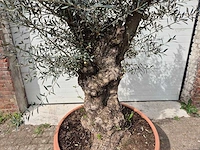Olijfboom bonsai schaal - olea europaea - 50 jaar oud - hoogte ca. 250 cm - afbeelding 2 van  6