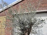 Olijfboom bonsai schaal - olea europaea - 50 jaar oud - hoogte ca. 250 cm - afbeelding 3 van  6