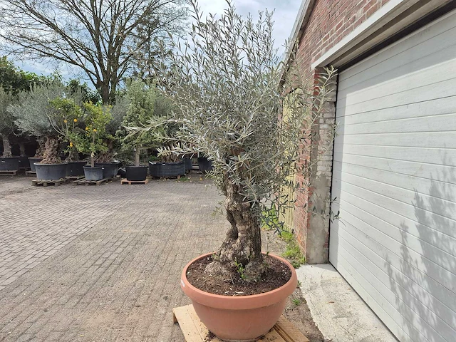 Olijfboom bonsai schaal - olea europaea - 50 jaar oud - hoogte ca. 250 cm - afbeelding 4 van  6
