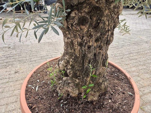 Olijfboom bonsai schaal - olea europaea - 50 jaar oud - hoogte ca. 250 cm - afbeelding 5 van  6