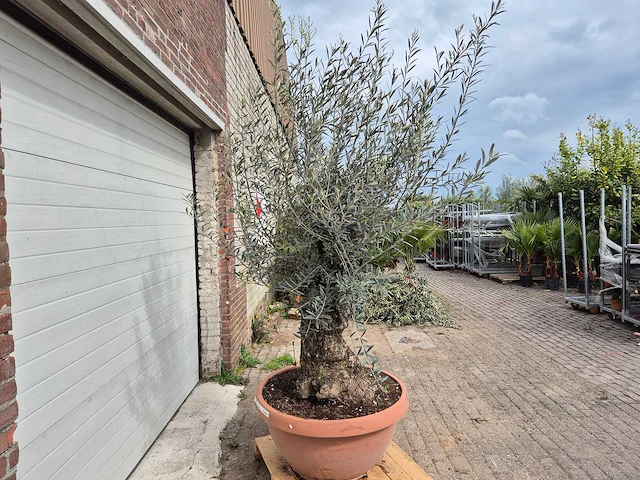 Olijfboom bonsai schaal - olea europaea - 50 jaar oud - hoogte ca. 250 cm - afbeelding 6 van  6