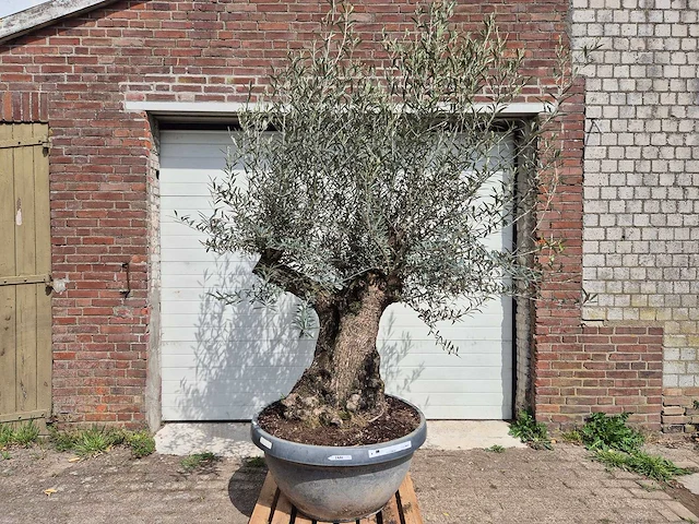 Olijfboom bonsai schaal - olea europaea - 50 jaar oud - hoogte ca. 250 cm - afbeelding 1 van  7