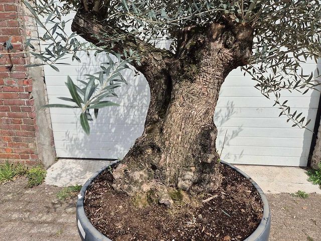 Olijfboom bonsai schaal - olea europaea - 50 jaar oud - hoogte ca. 250 cm - afbeelding 2 van  7