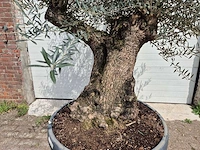 Olijfboom bonsai schaal - olea europaea - 50 jaar oud - hoogte ca. 250 cm - afbeelding 2 van  7