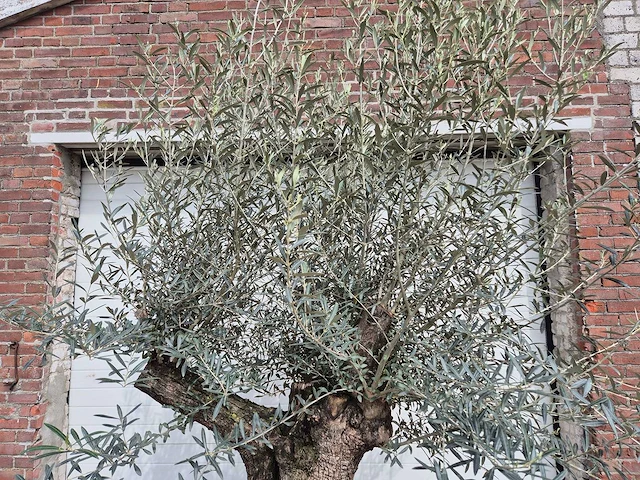 Olijfboom bonsai schaal - olea europaea - 50 jaar oud - hoogte ca. 250 cm - afbeelding 3 van  7