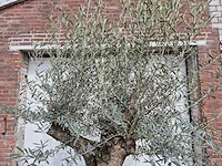 Olijfboom bonsai schaal - olea europaea - 50 jaar oud - hoogte ca. 250 cm - afbeelding 3 van  7