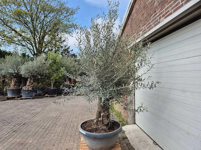 Olijfboom bonsai schaal - olea europaea - 50 jaar oud - hoogte ca. 250 cm - afbeelding 4 van  7