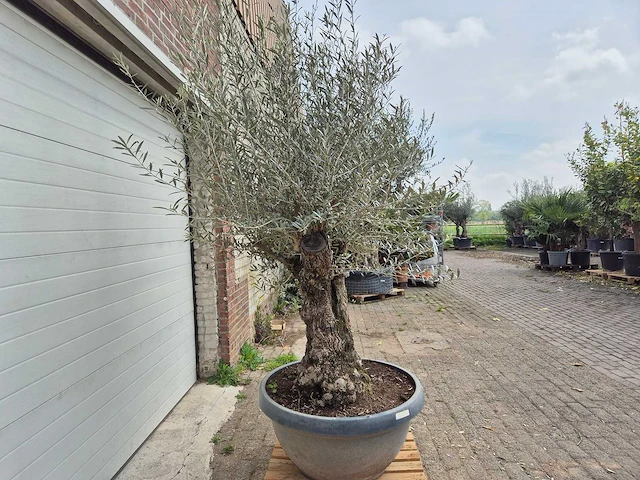 Olijfboom bonsai schaal - olea europaea - 50 jaar oud - hoogte ca. 250 cm - afbeelding 5 van  7