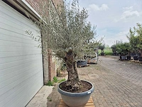 Olijfboom bonsai schaal - olea europaea - 50 jaar oud - hoogte ca. 250 cm - afbeelding 5 van  7
