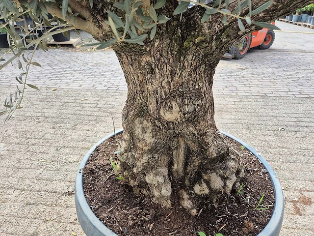 Olijfboom bonsai schaal - olea europaea - 50 jaar oud - hoogte ca. 250 cm - afbeelding 6 van  7