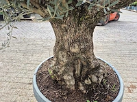 Olijfboom bonsai schaal - olea europaea - 50 jaar oud - hoogte ca. 250 cm - afbeelding 6 van  7