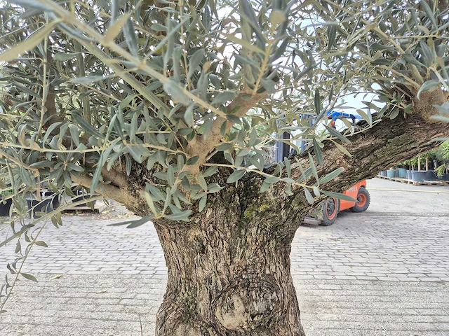 Olijfboom bonsai schaal - olea europaea - 50 jaar oud - hoogte ca. 250 cm - afbeelding 7 van  7