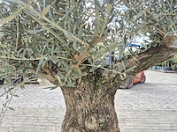 Olijfboom bonsai schaal - olea europaea - 50 jaar oud - hoogte ca. 250 cm - afbeelding 7 van  7