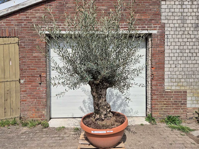 Olijfboom bonsai schaal - olea europaea - 50 jaar oud - hoogte ca. 250 cm - afbeelding 1 van  6