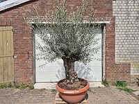 Olijfboom bonsai schaal - olea europaea - 50 jaar oud - hoogte ca. 250 cm - afbeelding 1 van  6