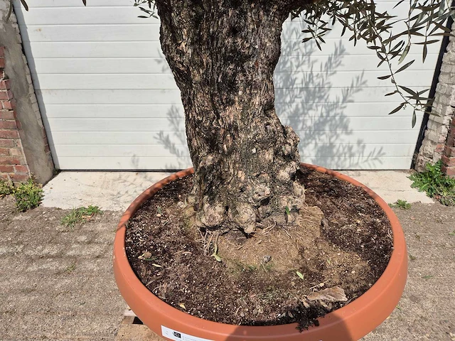 Olijfboom bonsai schaal - olea europaea - 50 jaar oud - hoogte ca. 250 cm - afbeelding 2 van  6