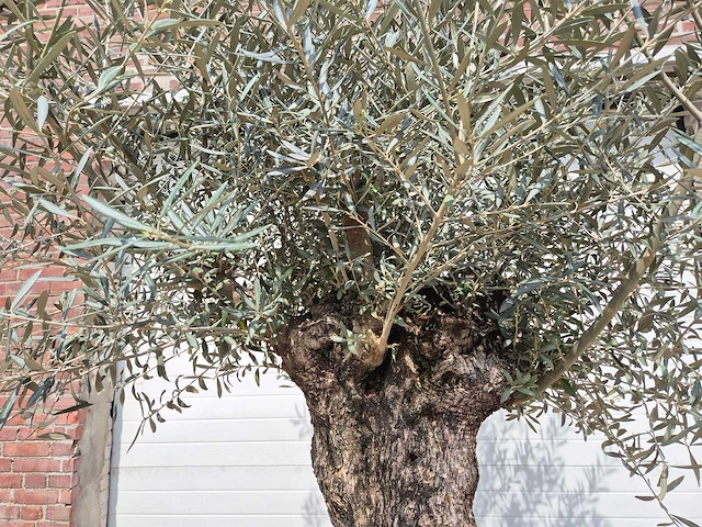 Olijfboom bonsai schaal - olea europaea - 50 jaar oud - hoogte ca. 250 cm - afbeelding 3 van  6
