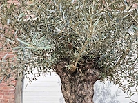 Olijfboom bonsai schaal - olea europaea - 50 jaar oud - hoogte ca. 250 cm - afbeelding 3 van  6