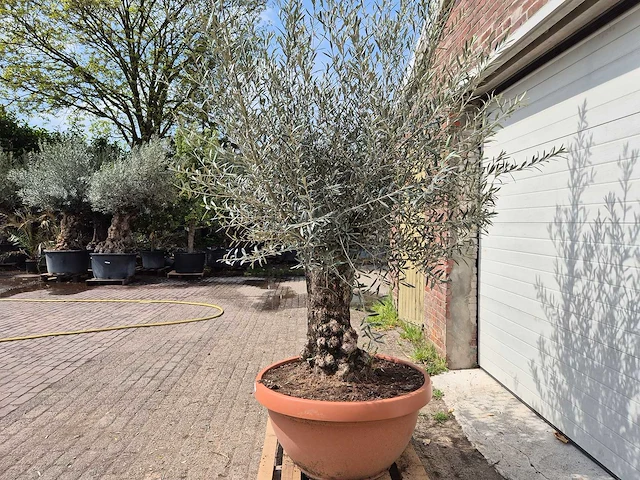 Olijfboom bonsai schaal - olea europaea - 50 jaar oud - hoogte ca. 250 cm - afbeelding 4 van  6