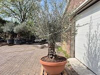 Olijfboom bonsai schaal - olea europaea - 50 jaar oud - hoogte ca. 250 cm - afbeelding 4 van  6