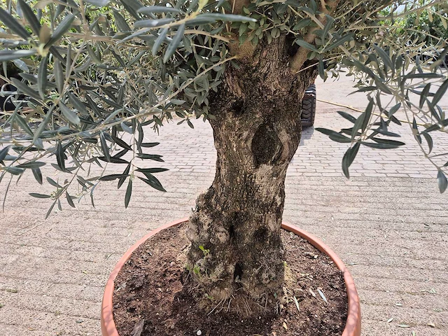 Olijfboom bonsai schaal - olea europaea - 50 jaar oud - hoogte ca. 250 cm - afbeelding 5 van  6