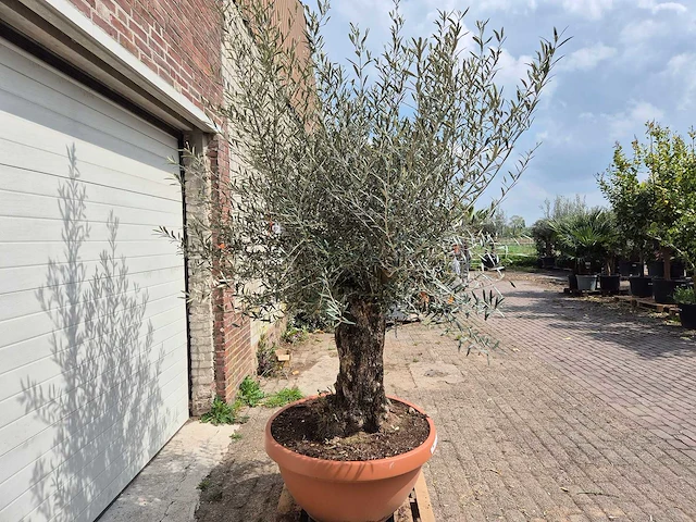 Olijfboom bonsai schaal - olea europaea - 50 jaar oud - hoogte ca. 250 cm - afbeelding 6 van  6