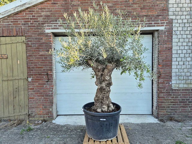 Olijfboom bonsai xl - olea euopaea - hoogte ca. 250 cm - afbeelding 1 van  7