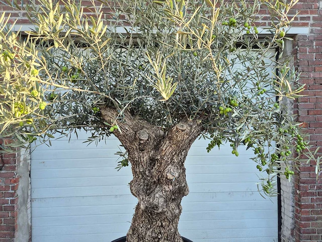 Olijfboom bonsai xl - olea euopaea - hoogte ca. 250 cm - afbeelding 2 van  7