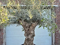 Olijfboom bonsai xl - olea euopaea - hoogte ca. 250 cm - afbeelding 2 van  7