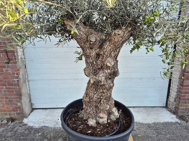 Olijfboom bonsai xl - olea euopaea - hoogte ca. 250 cm - afbeelding 3 van  7