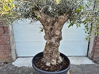 Olijfboom bonsai xl - olea euopaea - hoogte ca. 250 cm - afbeelding 3 van  7