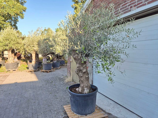 Olijfboom bonsai xl - olea euopaea - hoogte ca. 250 cm - afbeelding 4 van  7