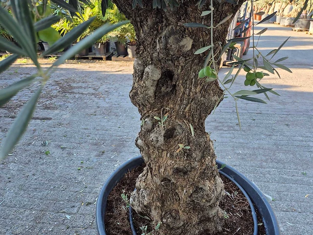 Olijfboom bonsai xl - olea euopaea - hoogte ca. 250 cm - afbeelding 5 van  7