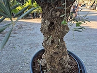 Olijfboom bonsai xl - olea euopaea - hoogte ca. 250 cm - afbeelding 5 van  7
