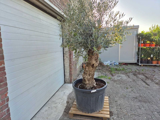 Olijfboom bonsai xl - olea euopaea - hoogte ca. 250 cm - afbeelding 6 van  7