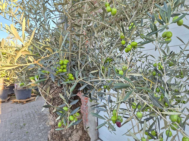 Olijfboom bonsai xl - olea euopaea - hoogte ca. 250 cm - afbeelding 7 van  7