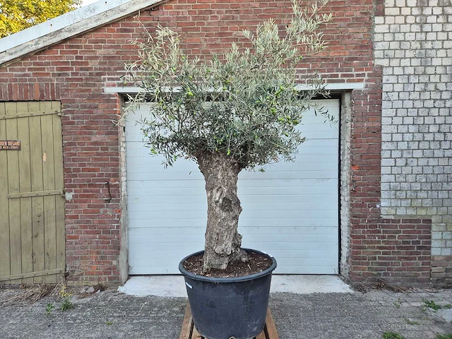 Olijfboom bonsai xl - olea euopaea - hoogte ca. 300 cm - afbeelding 1 van  5